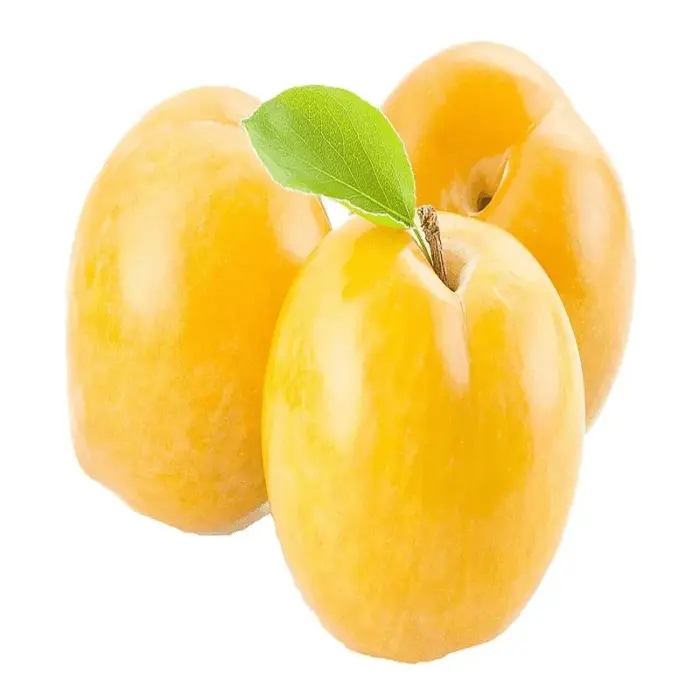 آلو طلایی