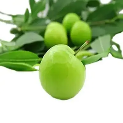 آلوچه محلی